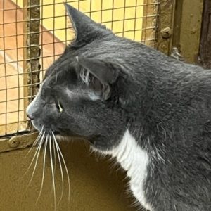 Picture of Clover