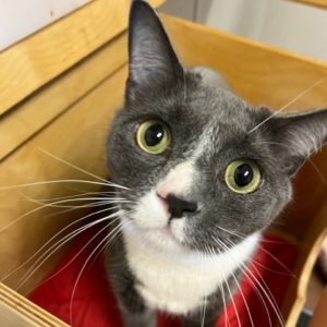 Picture of Clover