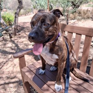 Picture of Daisy