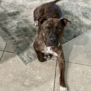 Picture of Daisy