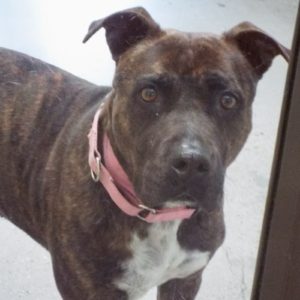 Picture of Daisy