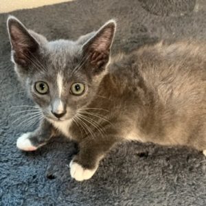 Picture of Mr. Jinx