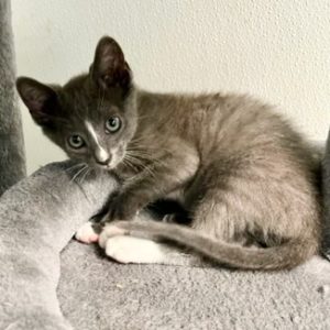 Picture of Mr. Jinx
