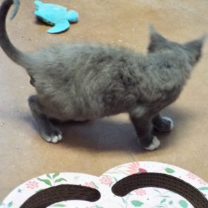 Picture of Mr. Jinx