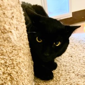 Picture of Onyx
