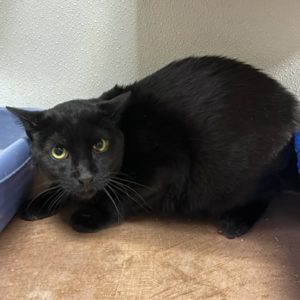 Picture of Onyx