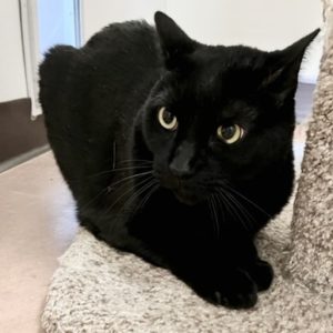 Picture of Onyx