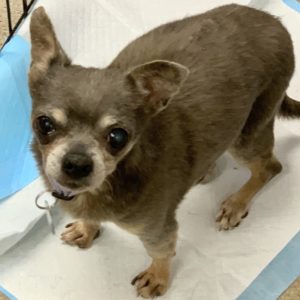 Picture of Petey