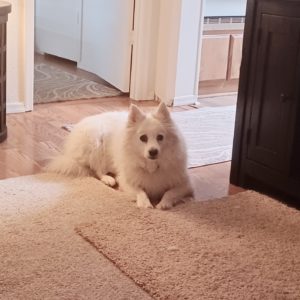 Picture of Prince