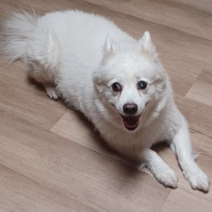 Picture of Prince