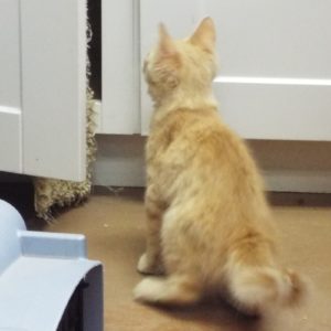 Picture of Rusty