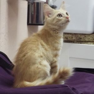 Picture of Rusty
