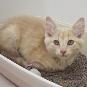 Picture of Rusty
