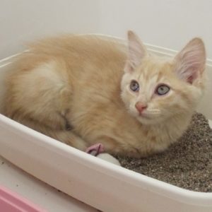 Picture of Rusty