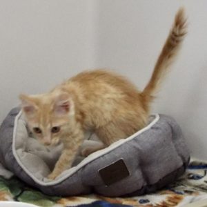 Picture of Rusty
