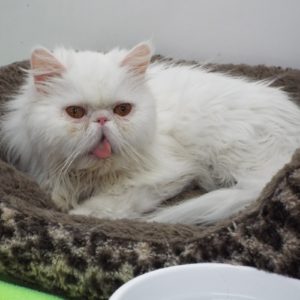 Picture of Sambuca