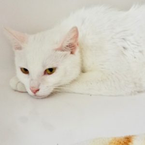Picture of Snowball