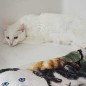 Picture of Snowball