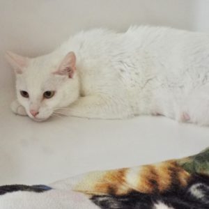 Picture of Snowball