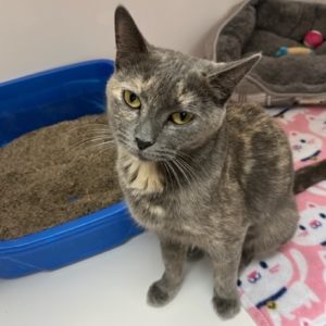 Picture of Taffy