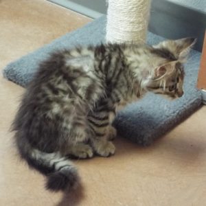 Picture of Tassle