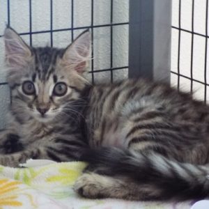 Picture of Tassle