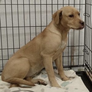 Picture of Tawny