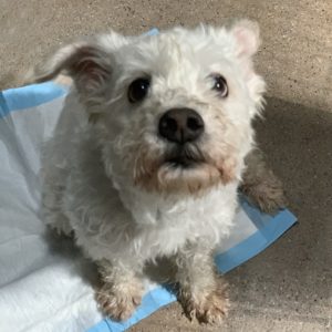 Picture of Teddy