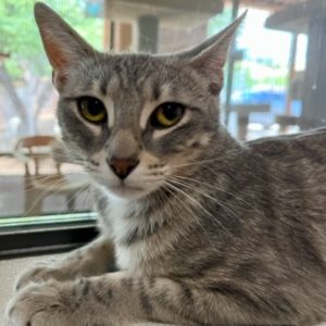 Picture of Tigris