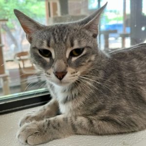 Picture of Tigris