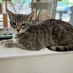Picture of Tigris