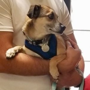 Picture of Toby Boy