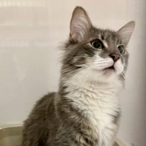 Picture of Axel