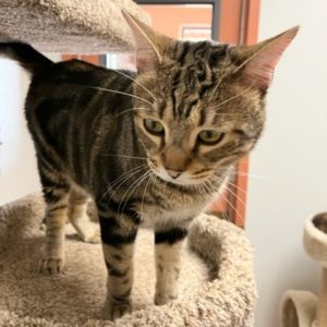 Picture of Aztec