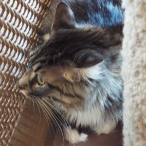 Picture of Baxter
