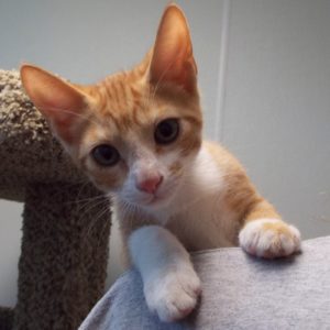 Picture of Cheeseburger