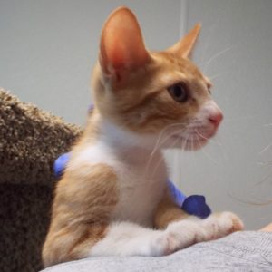Picture of Cheeseburger