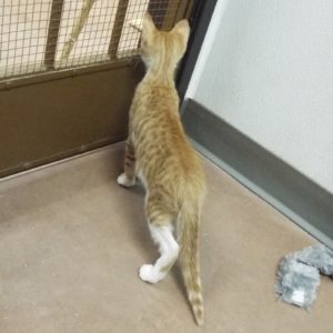 Picture of Cheeseburger