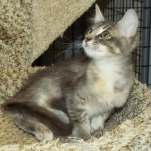 Picture of Clementine