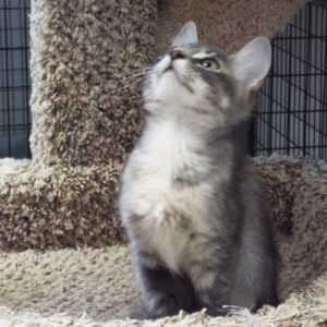 Picture of Clementine