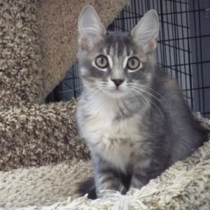 Picture of Clementine