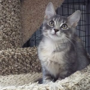 Picture of Clementine