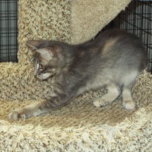 Picture of Clementine
