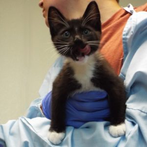 Picture of Delilah