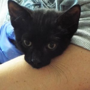 Picture of Doodad