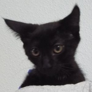 Picture of Doodad
