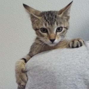 Picture of Hamburger