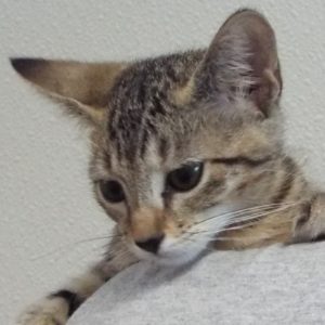 Picture of Hamburger