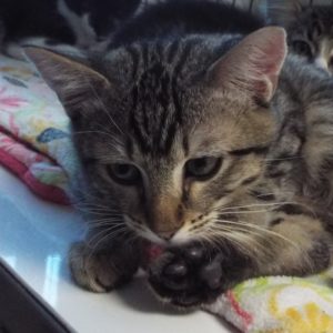 Picture of Jitterbug