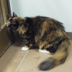 Picture of Kiara